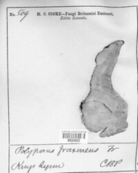 Perenniporia fraxinea image